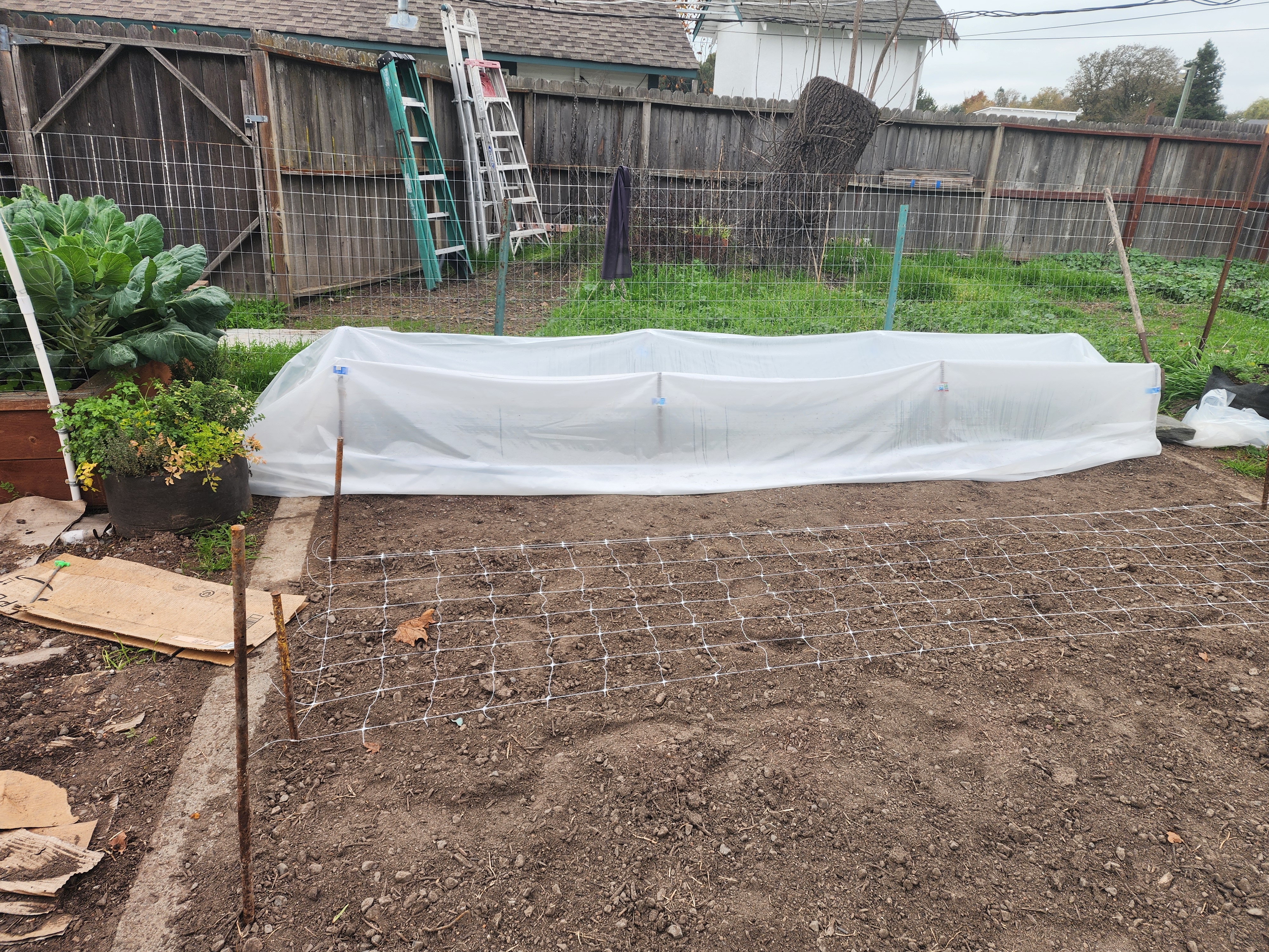 the first ranunculus in the ground for the season